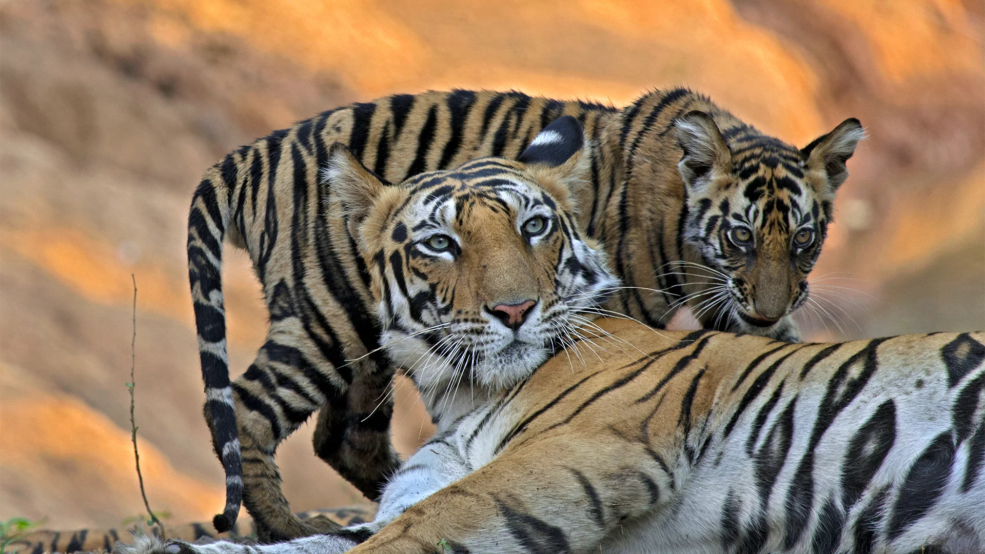 Maharashtra Wildlife Safari