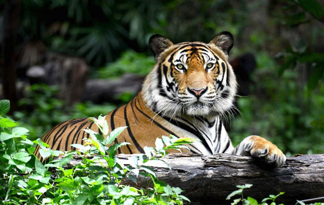 Wildlife Travel Theme